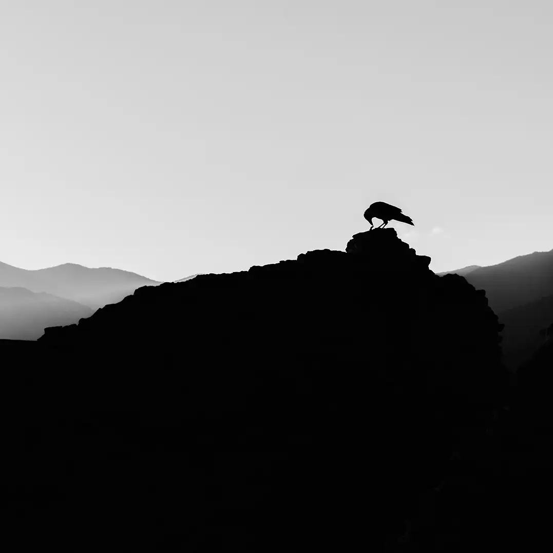 Bird eating an animal on top of a wall>

      <img class=