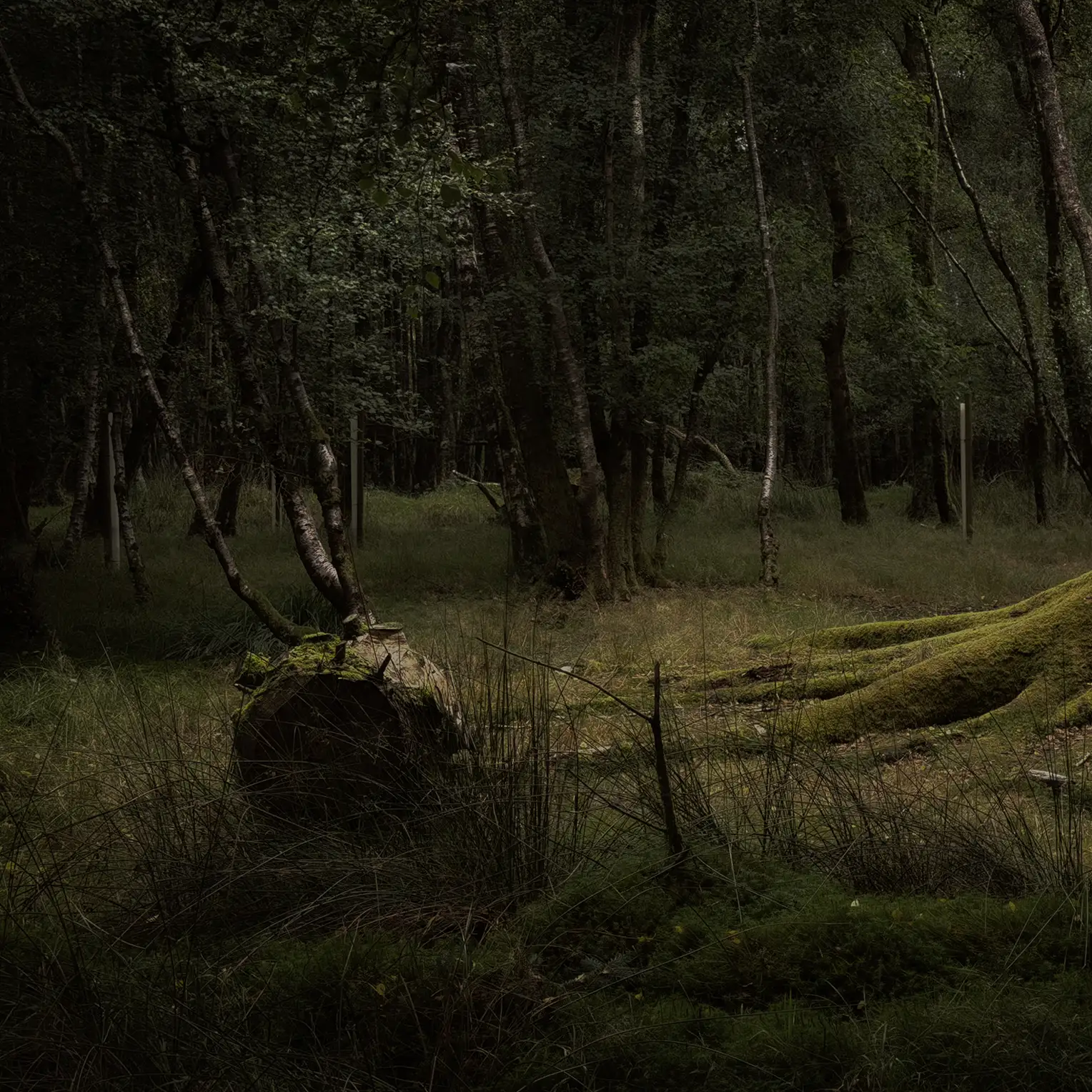 Trees in forest, Wicklow